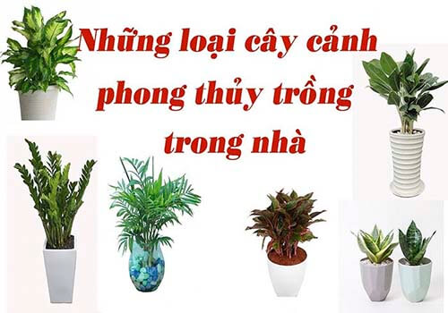 Top 7 cây phong thủy trồng trong nhà giúp bạn nhanh giàu